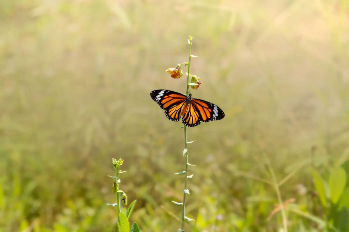 LTB Lungern Turren Schmetterling