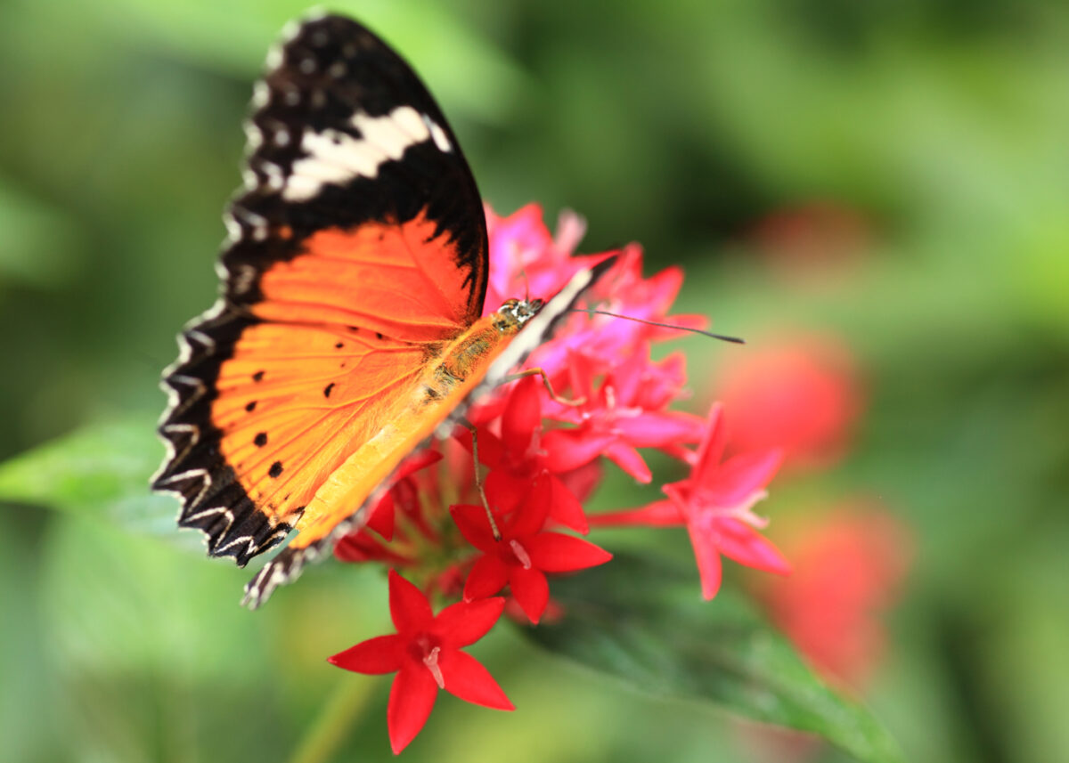 Stiftung Papiliorama 01