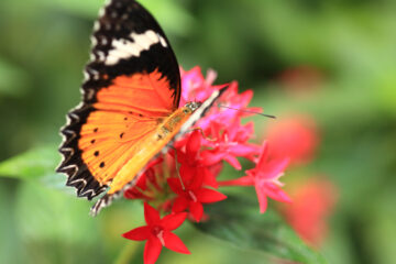 Familienreise ins Naturparadies Papiliorama