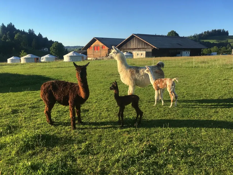 Alpaka Lama
